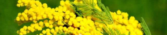 Festa della Donna 2018